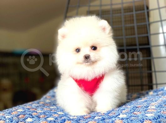 Safkan Pomeranian Boo Yavrular 2 Aylık görsel