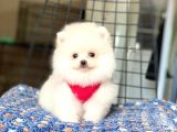 Safkan Pomeranian Boo Yavrular 2 Aylık