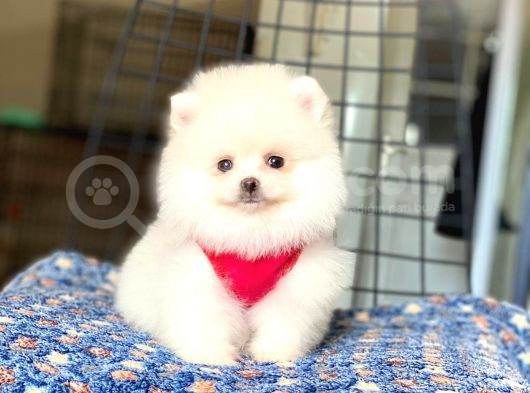 Safkan Pomeranian Boo Yavrular 2 Aylık görsel