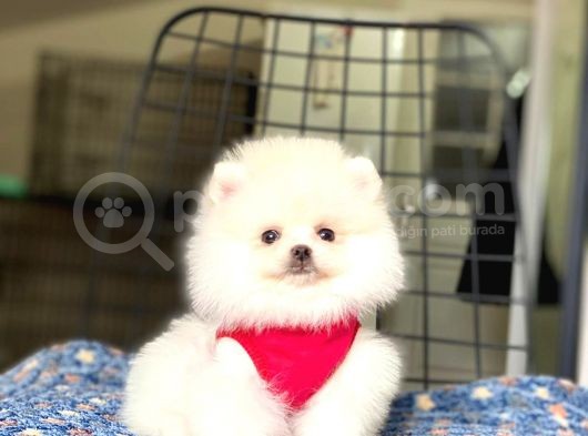 Safkan Pomeranian Boo Yavrular 2 Aylık görsel