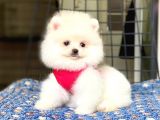 Safkan Pomeranian Boo yavrular 2 aylık