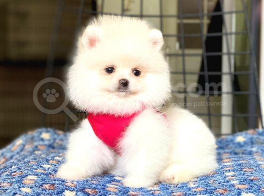 Safkan Pomeranian Boo Yavrular 2 Aylık