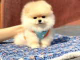 Yeni Gelen 2 Aylık Pomeranian Erkek
