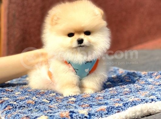 Yeni Gelen 2 Aylık Pomeranian Erkek görsel