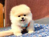 Yeni Gelen 2 Aylık Pomeranian Erkek