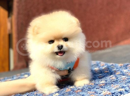 Yeni Gelen 2 Aylık Pomeranian Erkek görsel