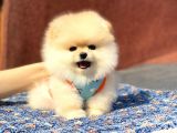 Yeni Gelen 2 Aylık Pomeranian Erkek