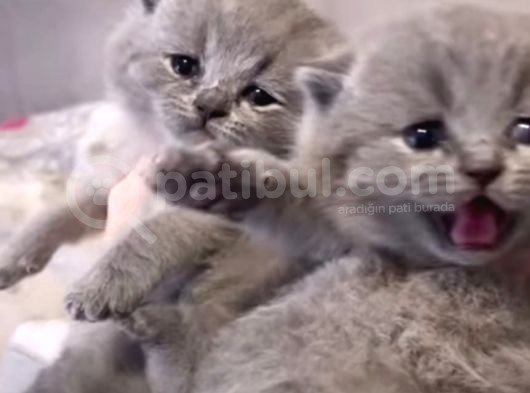 Scottish Shorthair görsel