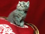 Scottish Shorthair