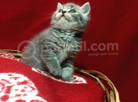 Scottish Shorthair görsel