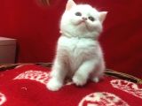 Scottish Shorthair