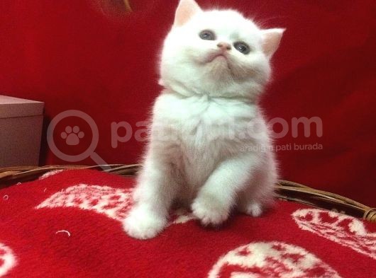 Scottish Shorthair görsel