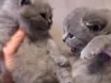 Scottish Shorthair