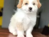 2 Aylık Erkek Maltipoo Yavrumuz