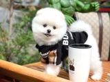 Ayı Surat Pomeranian Boo Yavrularımız
