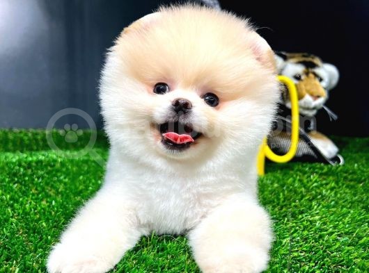 Ayı Surat Pomeranian Boo Yavrularımız görsel