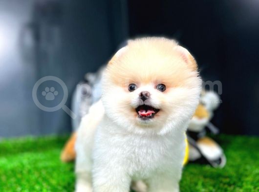 Ayı Surat Pomeranian Boo Yavrularımız görsel