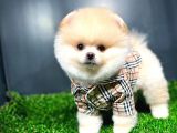 Ayı Surat Pomeranian Boo Yavrularımız