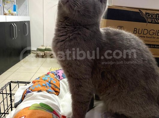 4 Aylık Show Kalite Lilac Point Grey