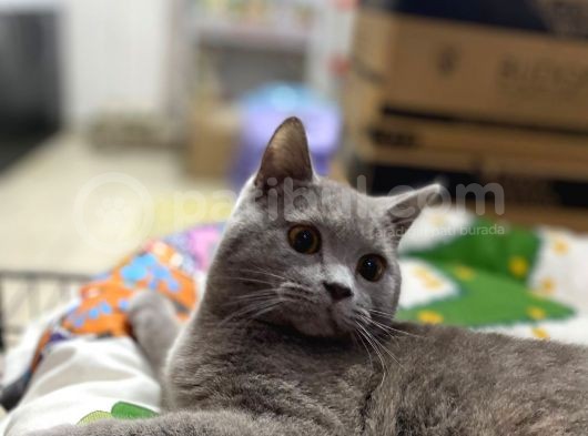 4 Aylık Show Kalite Lilac Point Grey görsel