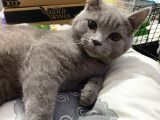 4 Aylık Show Kalite Lilac Point Grey