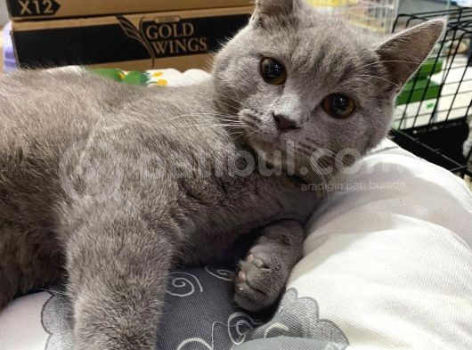 4 Aylık Show Kalite Lilac Point Grey görsel
