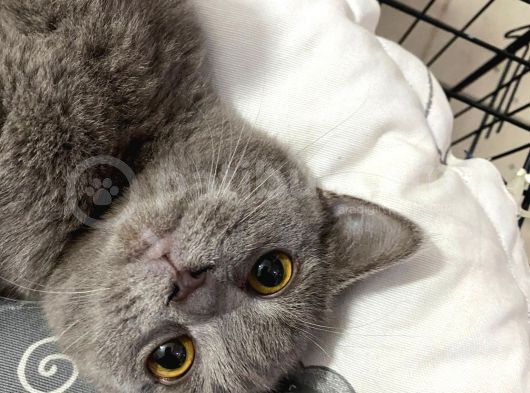 4 Aylık Show Kalite Lilac Point Grey görsel