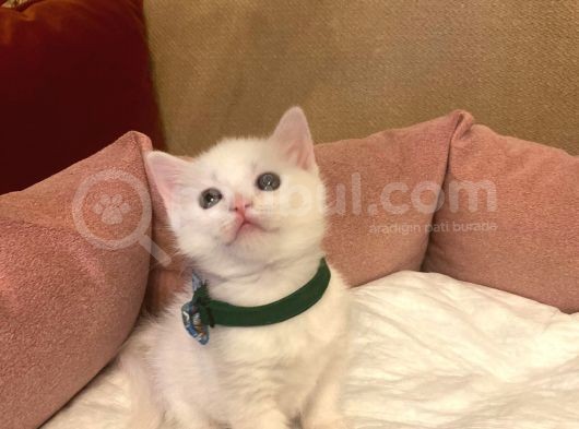 Red And White British Shorthai̇r Yavrularimiz görsel