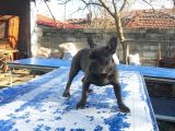 Tan Taşiyici Blue French Bulldog