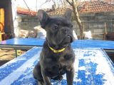 Tan Taşiyici Blue French Bulldog