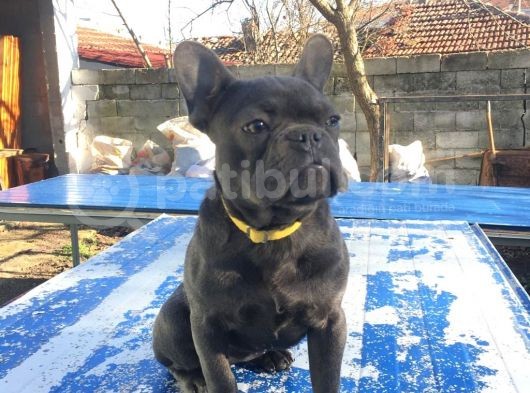 Tan Taşiyici Blue French Bulldog