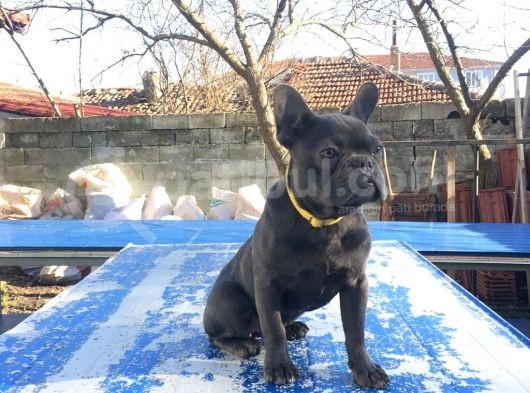 Tan Taşiyici Blue French Bulldog görsel