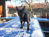 Tan Taşiyici Blue French Bulldog