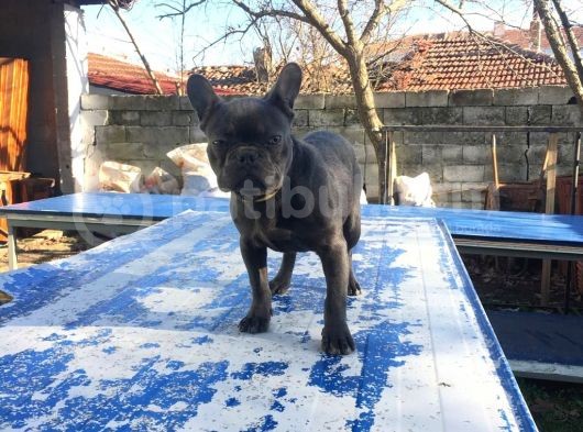 Tan Taşiyici Blue French Bulldog görsel