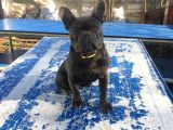 Tan Taşiyici Blue French Bulldog