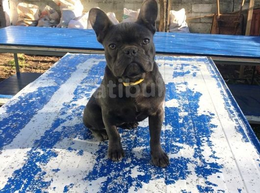 Tan Taşiyici Blue French Bulldog görsel