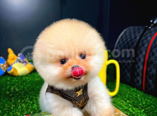 Ayı Surat Pomeranian Boo Yavrularımız görsel