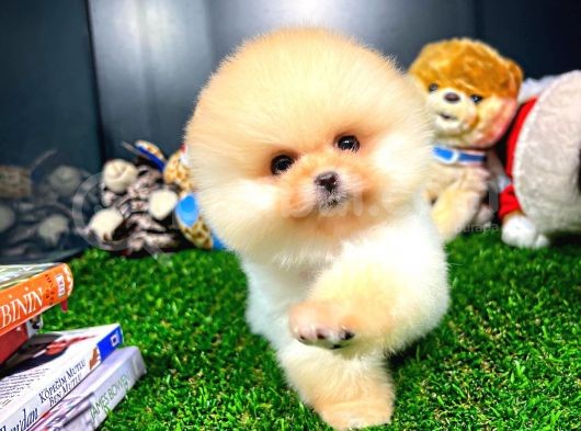 Ayı Surat Pomeranian Boo Yavrularımız
