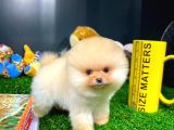 Ayı Surat Pomeranian Boo Yavrularımız