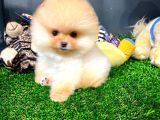 Ayı Surat Pomeranian Boo Yavrularımız