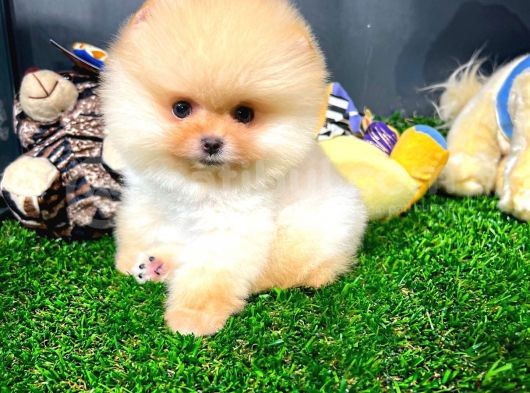 Ayı Surat Pomeranian Boo Yavrularımız görsel