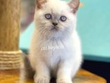 Muhteşem Blue Point British Shorthair Yavrularımız