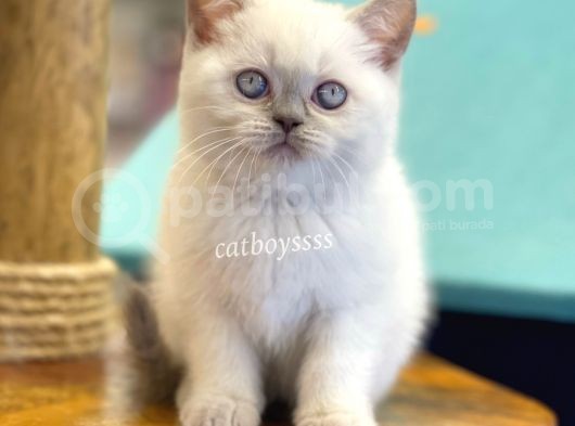 Muhteşem Blue Point British Shorthair Yavrularımız görsel