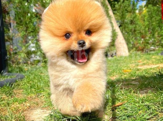 Ayı Surat Pomeranian Boo Yavrularımız