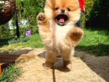 Ayı Surat Pomeranian Boo Yavrularımız