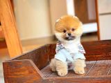 Ayı Surat Pomeranian Boo Yavrularımız