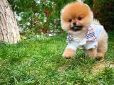 Ayı Surat Pomeranian Boo Yavrularımız