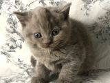 British Shorthair Kedilerim Yeni Sahiplerini Arıyor