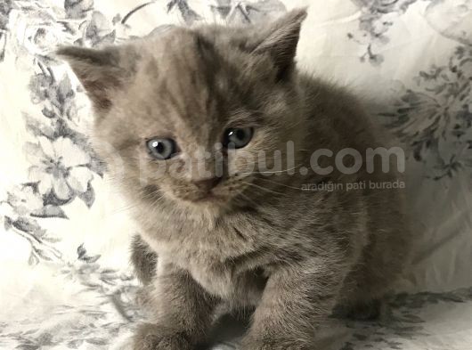 British Shorthair Kedilerim Yeni Sahiplerini Arıyor görsel