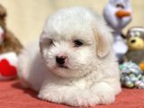 Maltes Terrier Mini Boy Dişi Erkek Yavrularımız